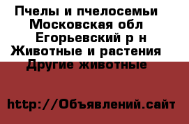 Пчелы и пчелосемьи - Московская обл., Егорьевский р-н Животные и растения » Другие животные   